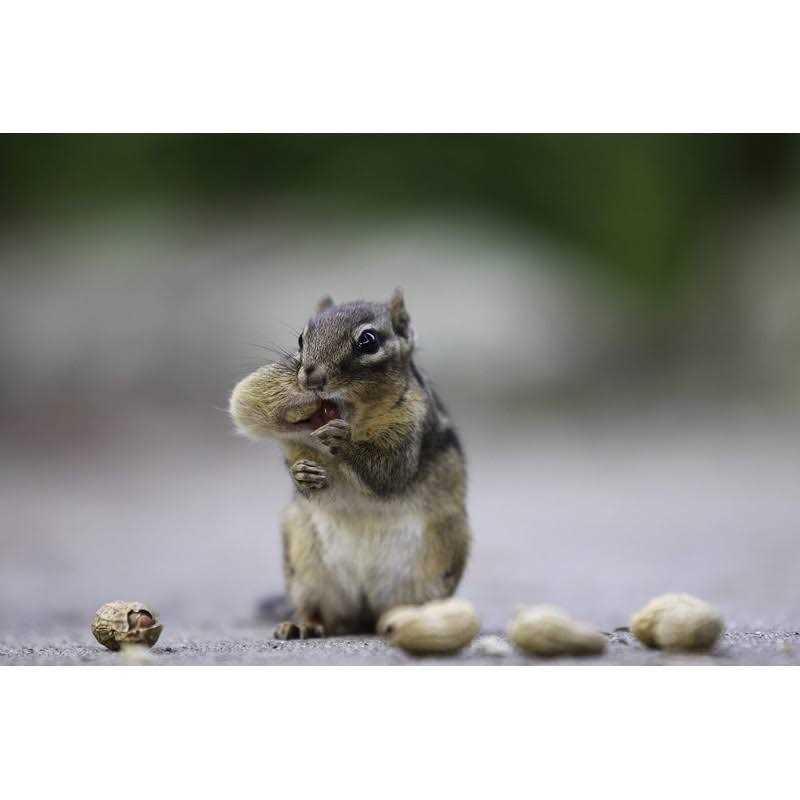 Extra Large Virginia Peanuts N913