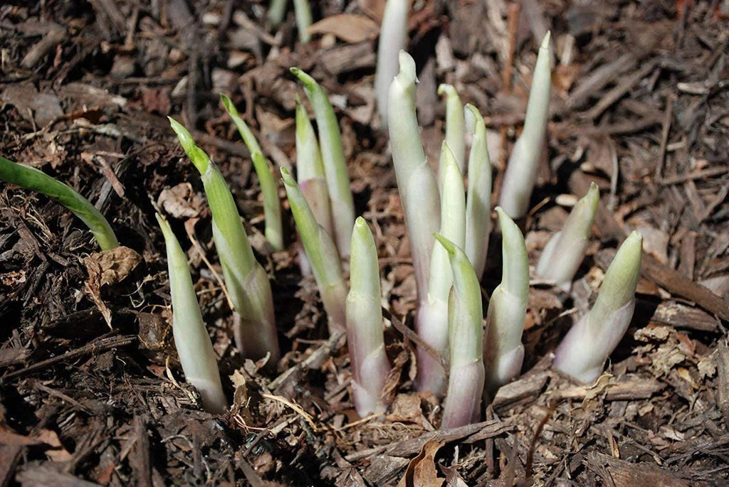 Mixed Hosta Perennials 6 Pack of Bare Roots N968