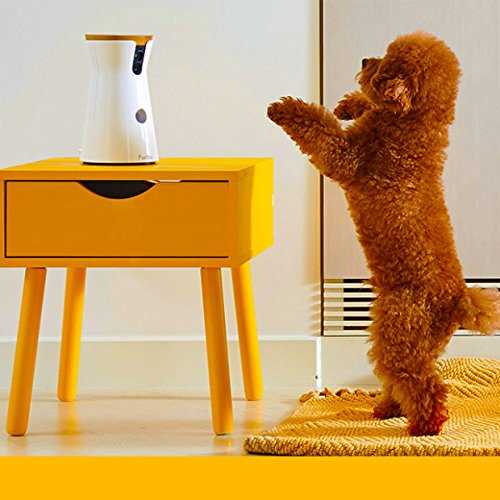Dog Camera U522405