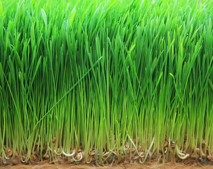 Organic Wheatgrass Powder, 16 Pounds Non-GMO Whole-Leaf Raw Vegan C8063