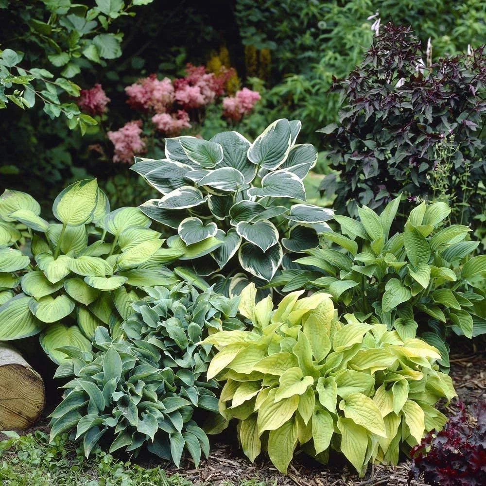 Mixed Hosta Perennials 6 Pack of Bare Roots N968