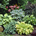 Mixed Hosta Perennials 6 Pack of Bare Roots N968