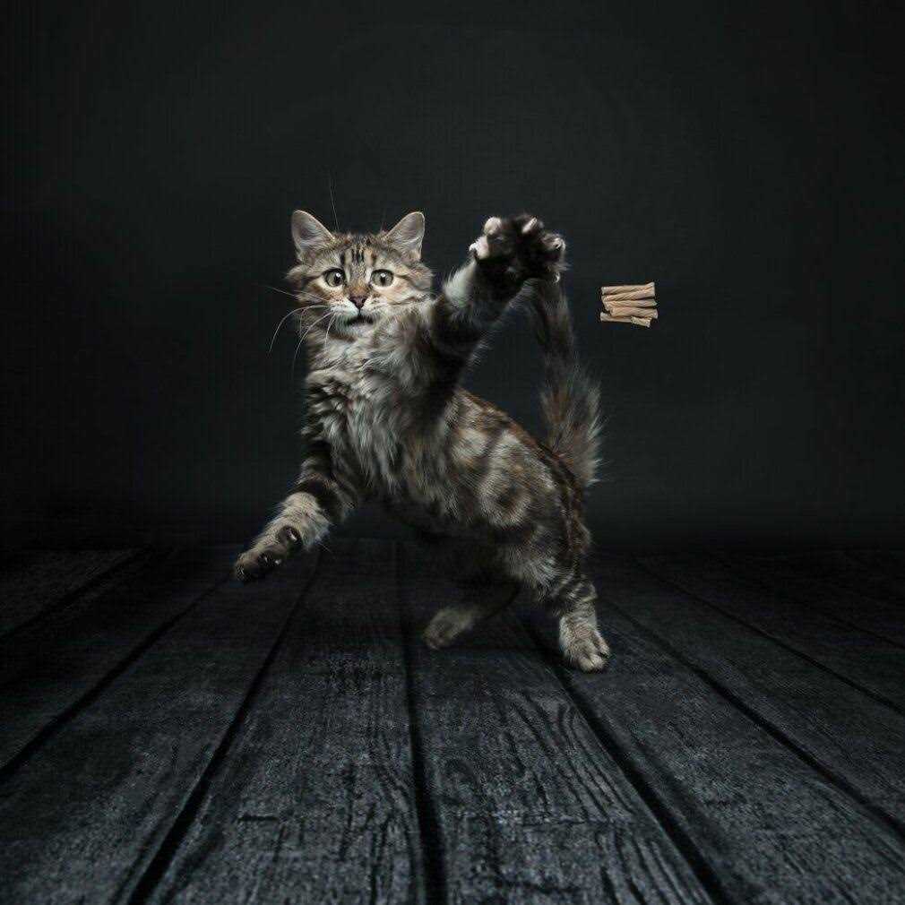 Cat Toy T55567