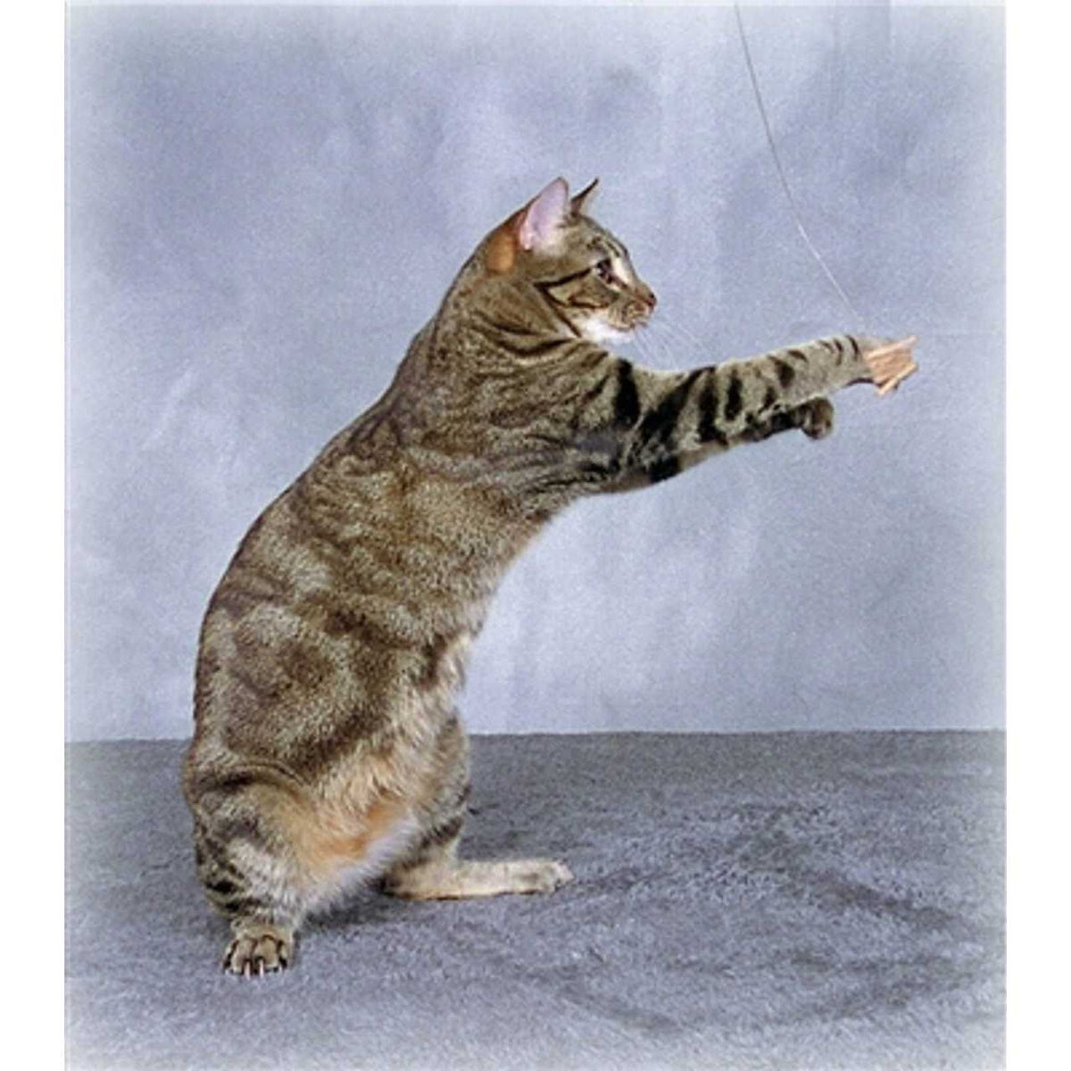 Cat Toy T55567